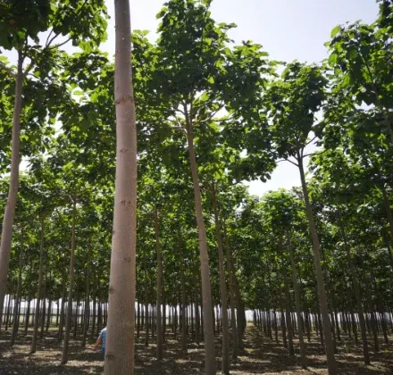 Essai multivariétal de Paulownia en conditions désertiques près d’Agadir, Maroc