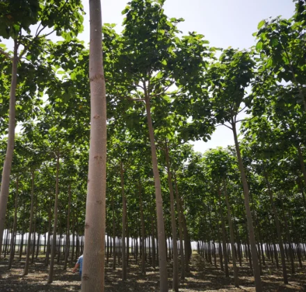 Ensayo de varias variedades de Paulownia en condiciones desérticas cerca de Agadir, Marruecos