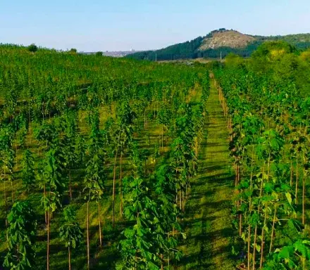 Plantation de Paulownia de 50 hectares en Moldavie