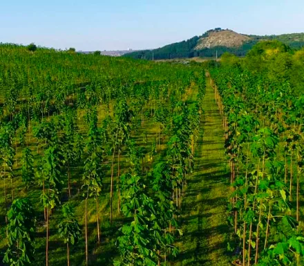 Plantación de Paulownia de 50 hectáreas en Moldavia