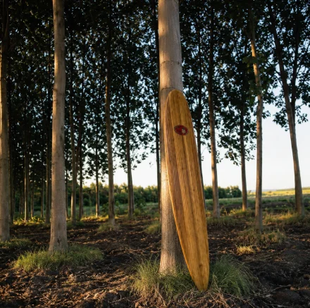 Madera de Paulownia aserrada para tablas de surf, Valencia