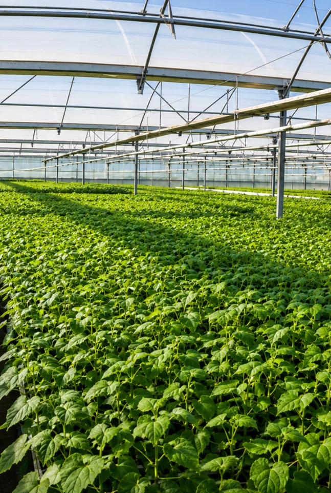 Hileras de Paulownia Clone InVitro 112® en una plantación comercial