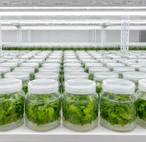 Étagères de culture in vitro dans la chambre de croissance