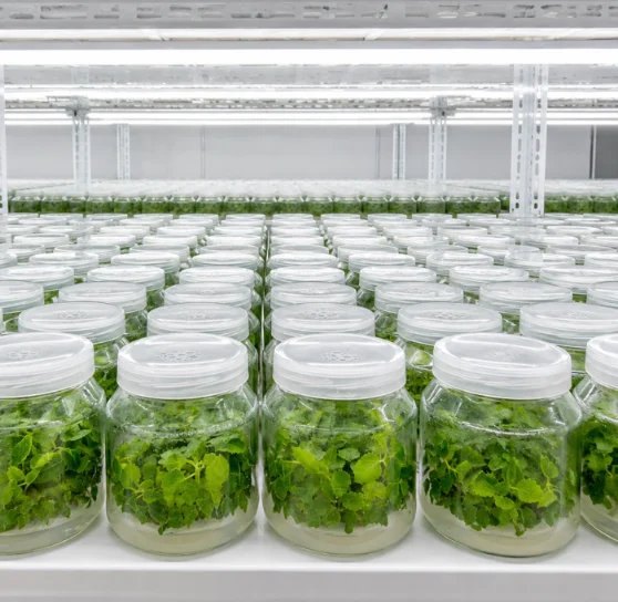 Estanterías de cultivo in vitro en la cámara de crecimiento