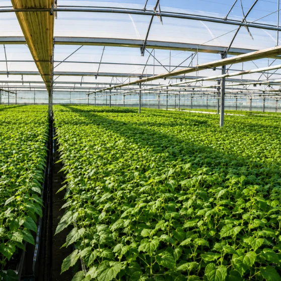 Plantas de Paulownia preparadas para su expedición